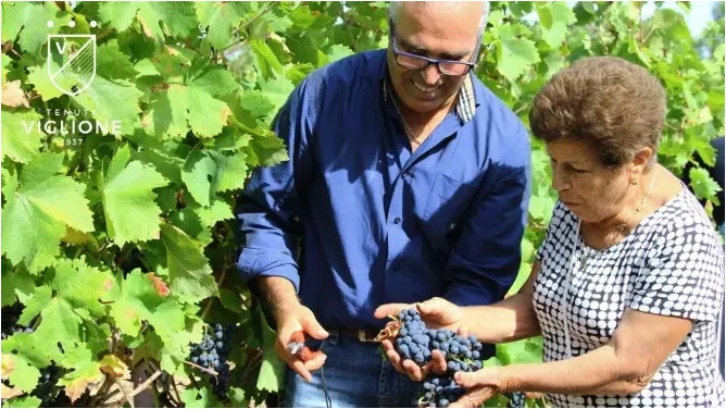 Giovanni Zullo w winnicy