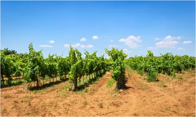 Winnice Tenuta Viglione