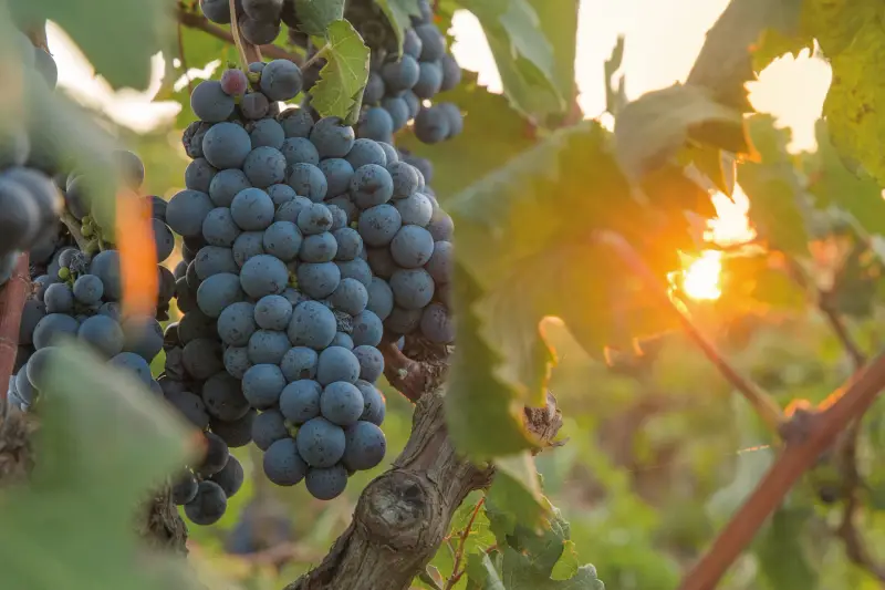 Wine Details